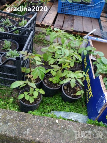 Налични 5 сорта малини , снимка 8 - Разсади - 39102958