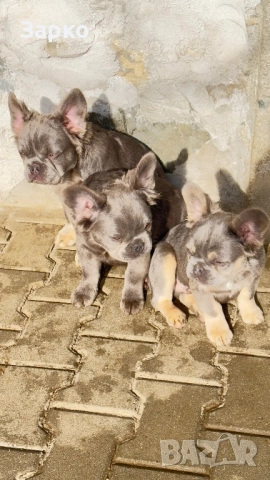 Френски булдог, снимка 3 - Френски булдог - 51228287