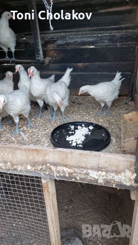 Пилета и яйца от Бяло Брезе., снимка 3 - други­ - 40467968