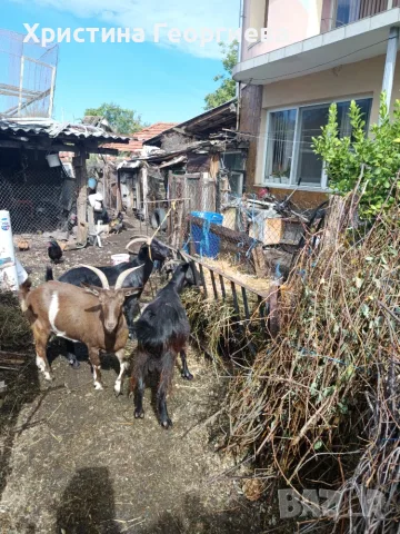 Продавам Три броя млечни кози , снимка 3 - Кози - 56056269