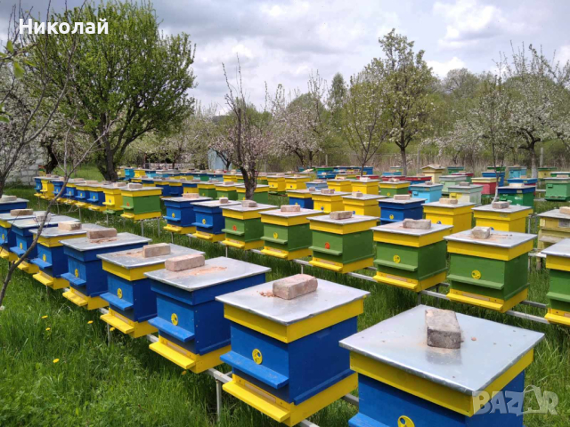 Пчелни отводки 2024, снимка 1 - Други животни - 44585784