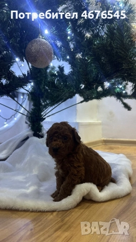 Мини пудел момче, снимка 4 - Пудели - 52776938