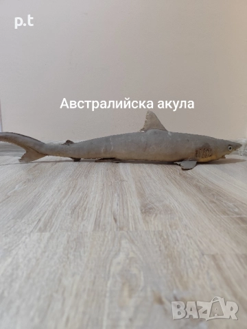 Препарирани акули, снимка 8 - Колекции - 51553146