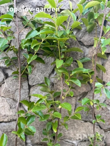 райска ябълка, снимка 2 - Градински цветя и растения - 51003210