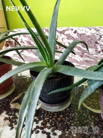 Алое лечебно растение, снимка 3 - Стайни растения - 47724690