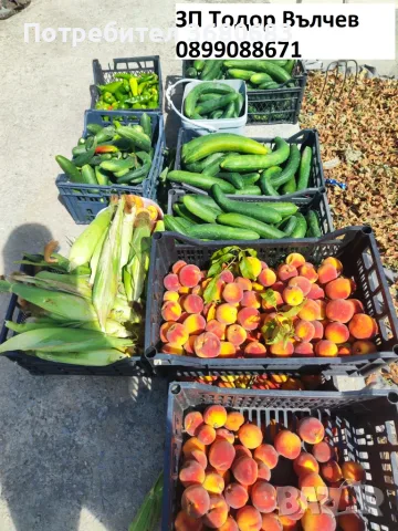Сини сливи за ракия, сладка, компоти, сокове и други., снимка 2 - Домашни продукти - 55735706