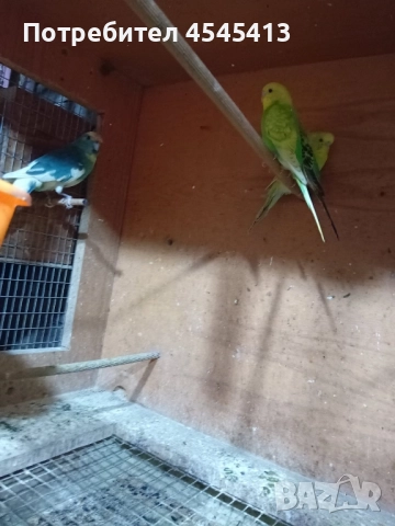 Папагали вълнисти, корели и какарики Смеещи се гугутки, снимка 2 - Папагали - 52896846