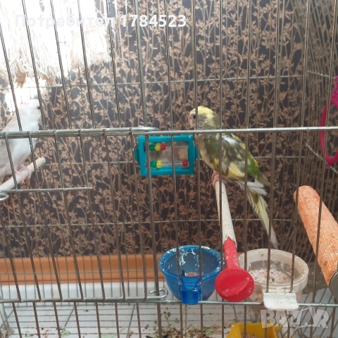 Чифт пойни папагалчета., снимка 5 - Папагали - 52825223