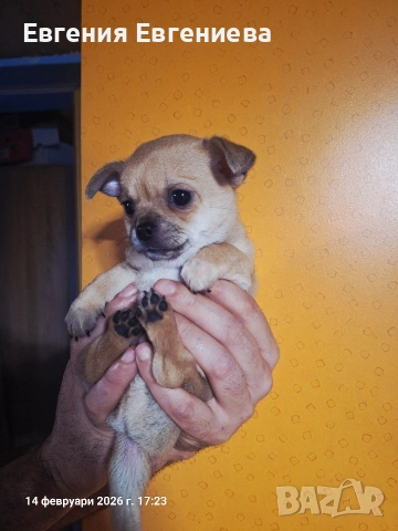 Мини чихуахуа момче., снимка 12 - Чихуахуа - 53590830