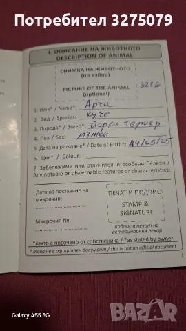 Кръстоска между йорки и померан , снимка 8 - Йоркширски териер - 56047043