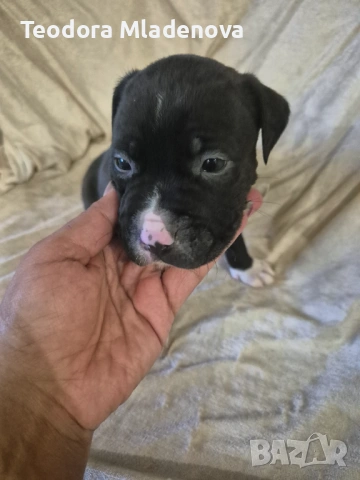 Продавам питбулчета , снимка 6 - Други животни - 53249402