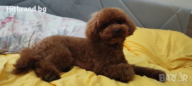 Той Пудел за разплод , снимка 5 - Търси партньор - 50954525