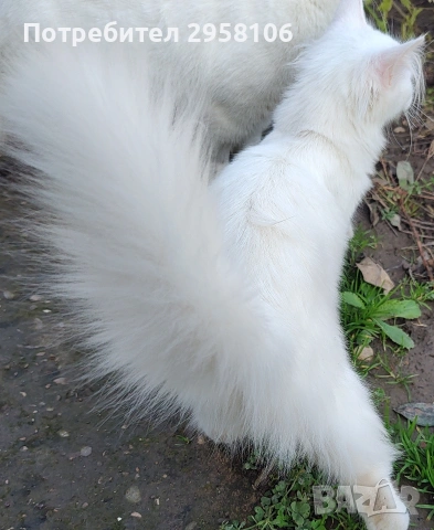Персийска чинчила, снежно бяла, 6 мес., снимка 13 - Персийска - 53150542
