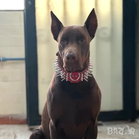 Нашийник с шипове за голямо куче. Нашийници за големи кучета. Каишки за кучета.

, снимка 8 - За кучета - 49261694