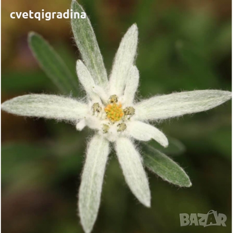 Leontopodium souliei Alpina White ЕДЕЛВАЙС, снимка 3 - Градински цветя и растения - 36109070