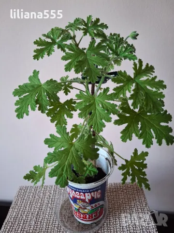 Индрише -ароматно, красиво, полезно, снимка 10 - Градински цветя и растения - 42077773