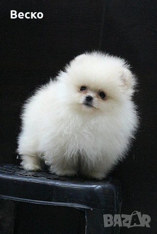Померан мини мъжки , снимка 3 - Померан - 53768383