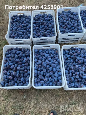 Сини сливи за ракия, снимка 2 - Домашни продукти - 55702805