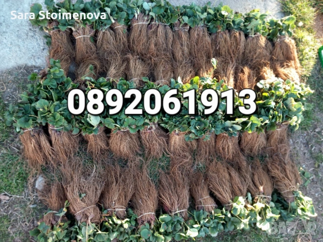 Разсад ягоди