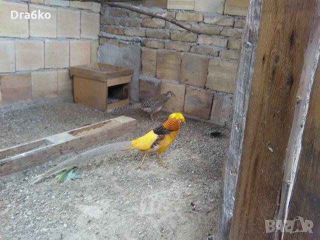  жълто златни фазани , снимка 1