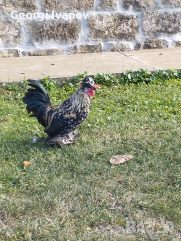 джинки и струмски 