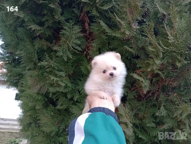 Померани. Реални снимки от 22.12.25, снимка 4 - Померан - 52875532