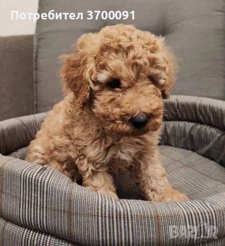 пудел / пуделче, снимка 3 - Пудели - 53133959