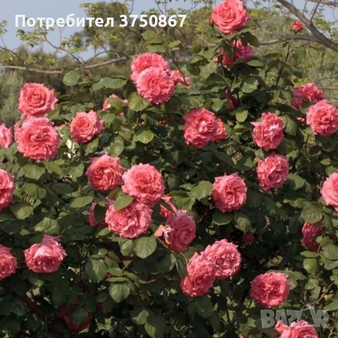 🌹 РОЗА 🌹 GPT DEE DEE BRIDGEWATER® Meitandar 🌹