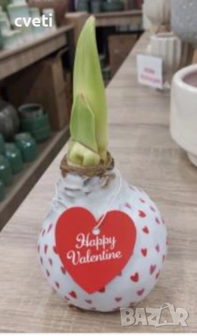 АМАРИЛИС ВЪВ ВОСЪК