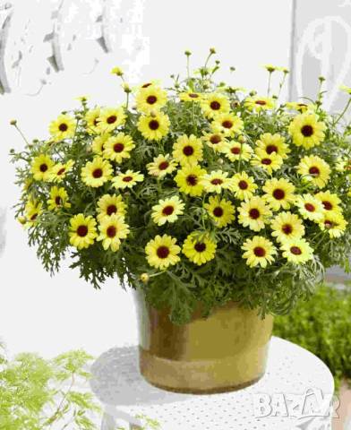 Argiranthemum Bright Yellow (Аргирантемум), снимка 2 - Градински цветя и растения - 44740240