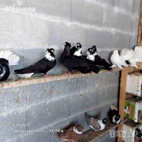Гълъби декорация и д-р, снимка 8 - Гълъби - 52317736