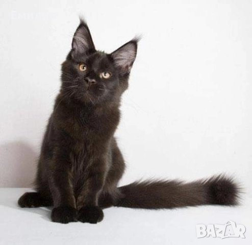 ПРОМО ЦЕНА Мейн Куун черна перла , снимка 2 - Мейн кун - 51701986