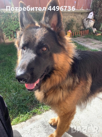 Мъжка немска овчарка за разплод, снимка 3 - Немска овчарка - 53126805