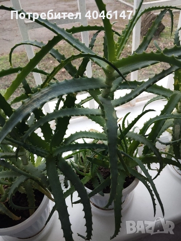 Алое (дьрвовидно) , снимка 3 - Стайни растения - 53558797