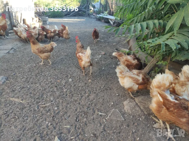 Кокошки носачки , снимка 2 - За селскостопански - 55984797