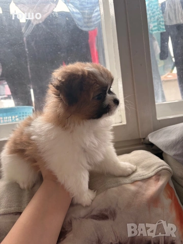 Пумеран -хин, снимка 3 - Померан - 53452093