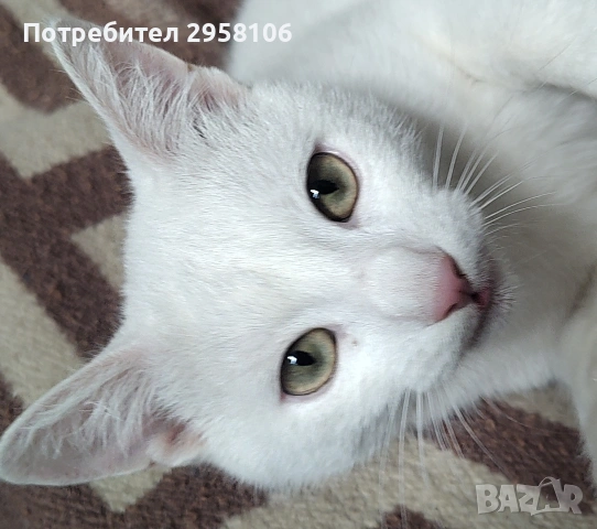 бяло коте, британска късокосмест, 9 мес., снимка 5 - Британска късокосместа - 53301077