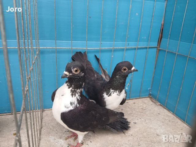 Унгарска калугерка , снимка 1