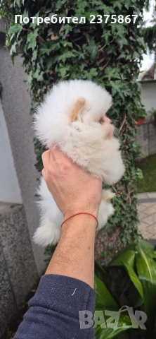 2 мъжки померанчета,померан, снимка 2 - Померан - 52774921