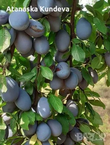 Сини сливи "Стенлей", снимка 5 - Домашни продукти - 55903852