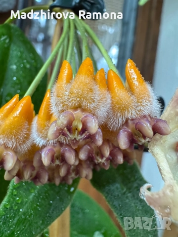 Hoya praetorii , снимка 6 - Стайни растения - 52647265