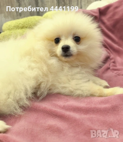 Свободни померанчета!