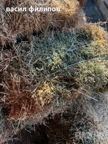 Люцерна , снимка 5 - За селскостопански - 52979185