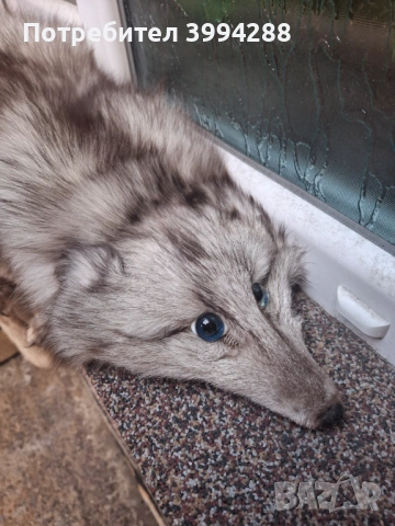  Сребърна бяла лисица