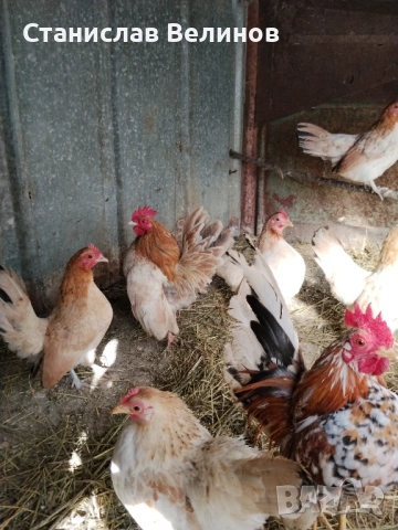 Продавам серама