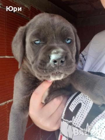 Кане корсо , снимка 8 - Кане корсо - 52796290