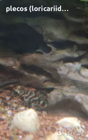 HYPANCISTRUS L333, снимка 6 - Рибки - 49397514