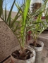 Финикова палма-фурма , снимка 3