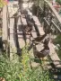 Продавам патета Мандаринки и Червенокрили барнета., снимка 4