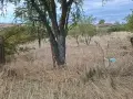 Продавам дворно място в с.Младиново 2000кв, снимка 1